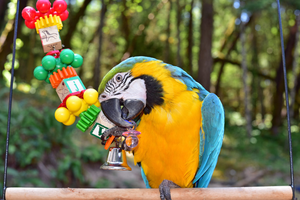 Jouets pour perroquet comment et lesquels choisir ? Magazine zooplus