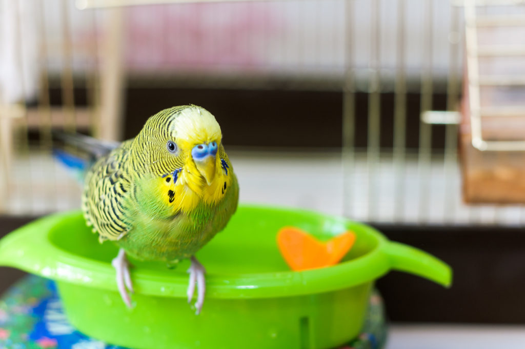 volières pour oiseaux