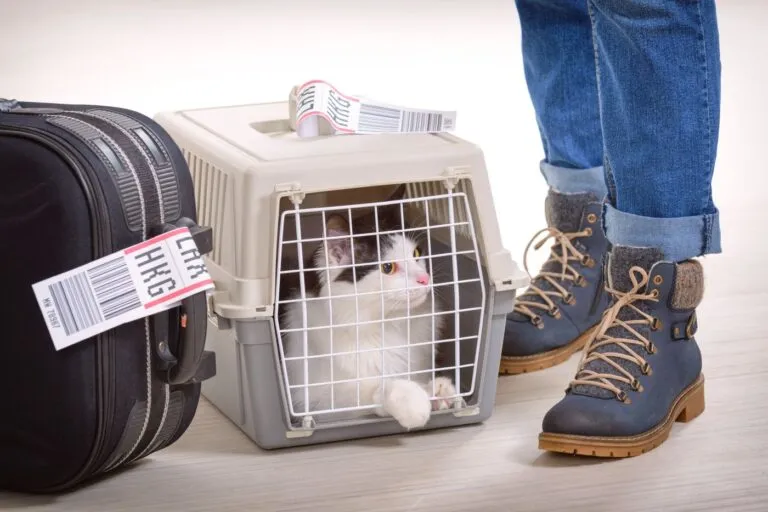 chat et voyage en avion chat dans une cage de transport pour l'avion