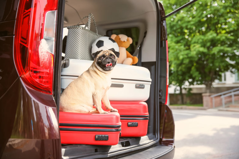 voyager en voiture ou en avion avec son chien Chien assis sur une valise dans le coffre ouvert de la voiture