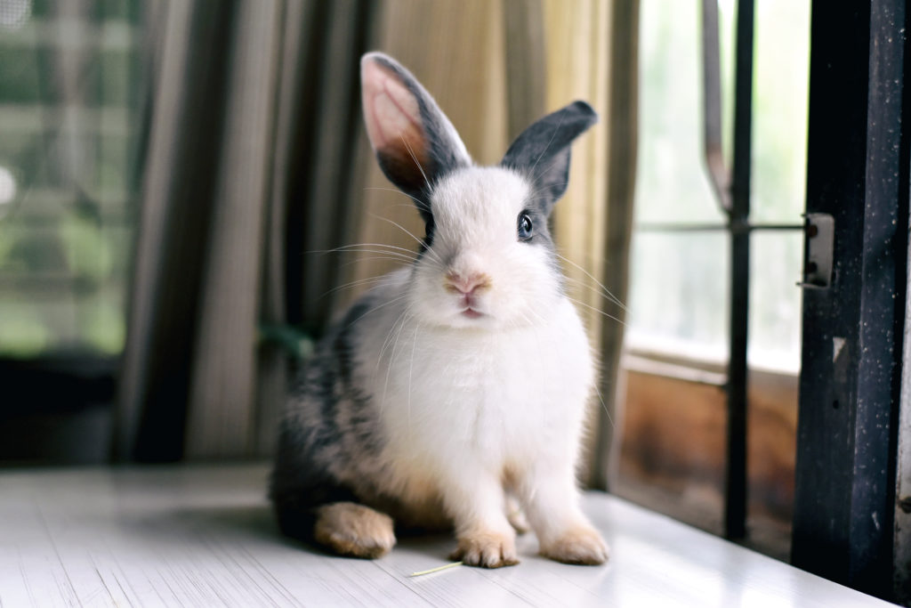 adopter un lapin adopter un lapin