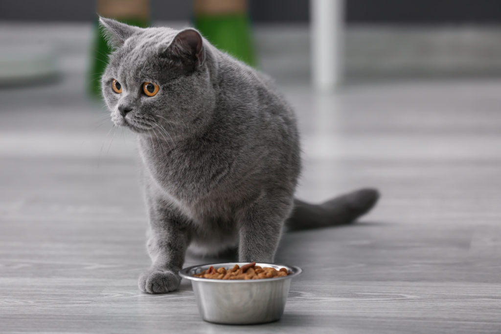 chat d'intérieur et nourriture