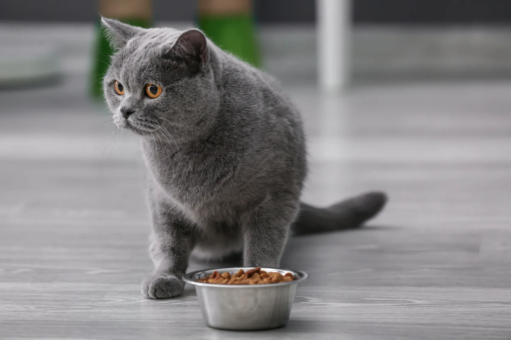 nourrir son chat d’intérieur chat d'intérieur et nourriture