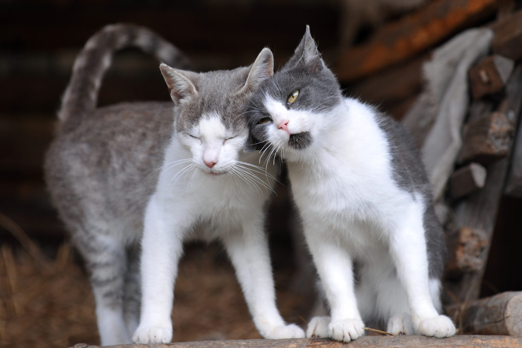 adopter un deuxième chat