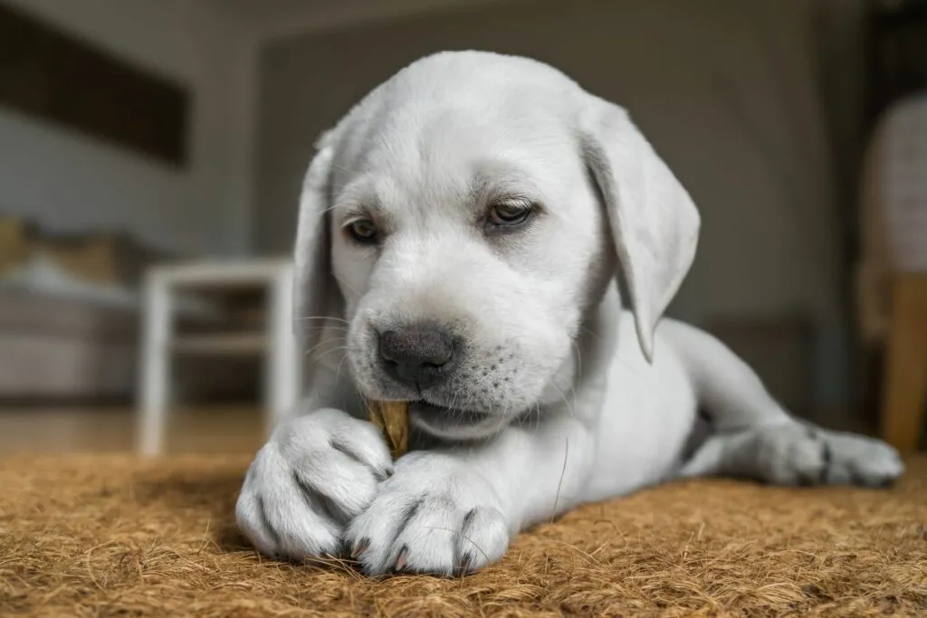 alimentation du chiot et friandises alimentation du chiot et friandises