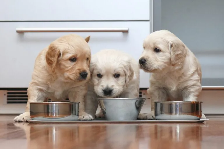 Les chiots et la nourriture nourrir des chiots