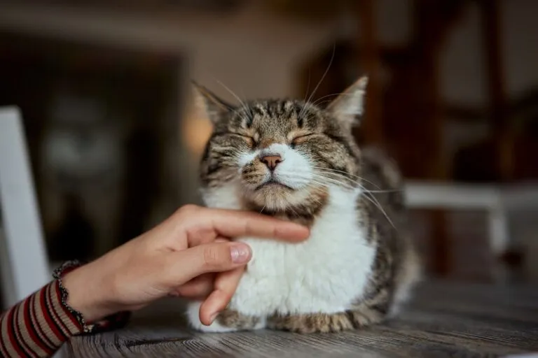 petit chaton tabby mignon chat européen à poil court dans les mains. petit chaton tabby mignon chat européen à poil court dans les mains.