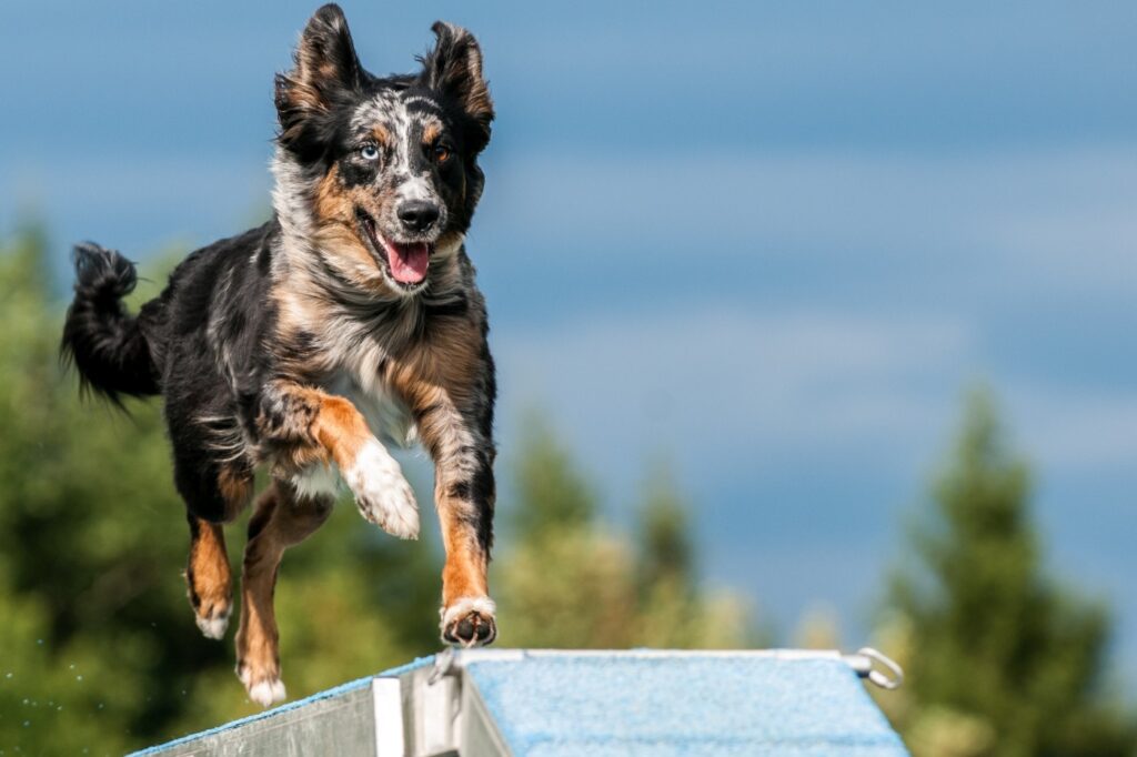 chien qui traverse un parcours d'agility