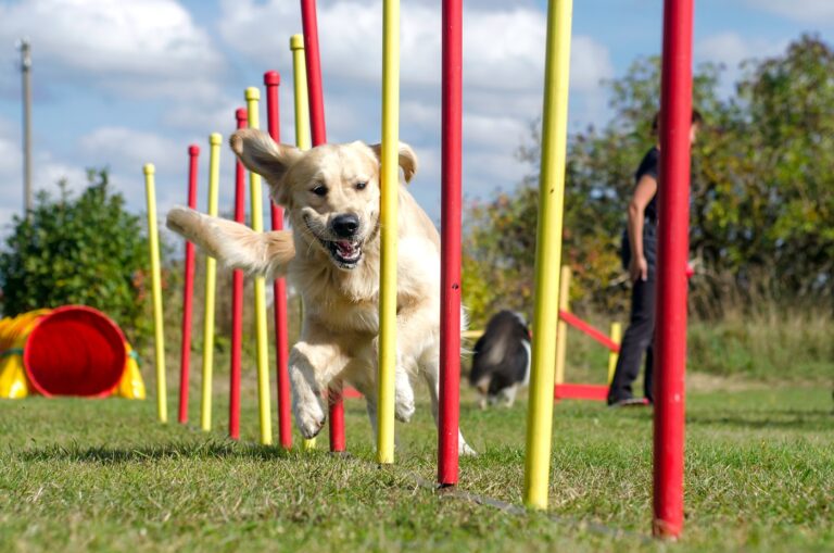 chien qui fait de l'agility