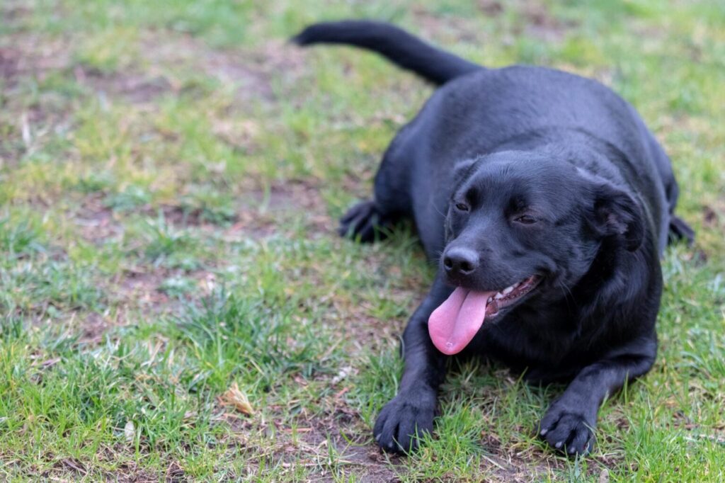 Labrador en surpoids chien en surpoids