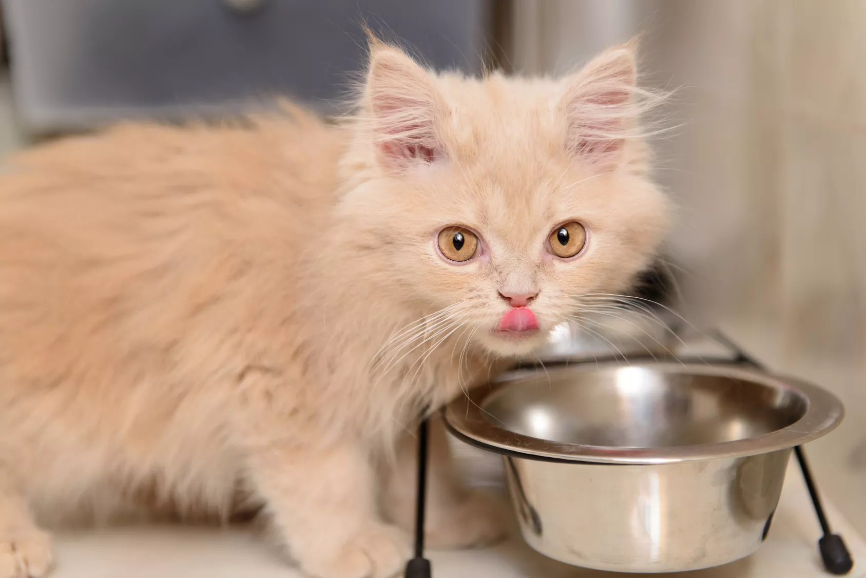 Un chaton boit de l'eau dans sa gamelle