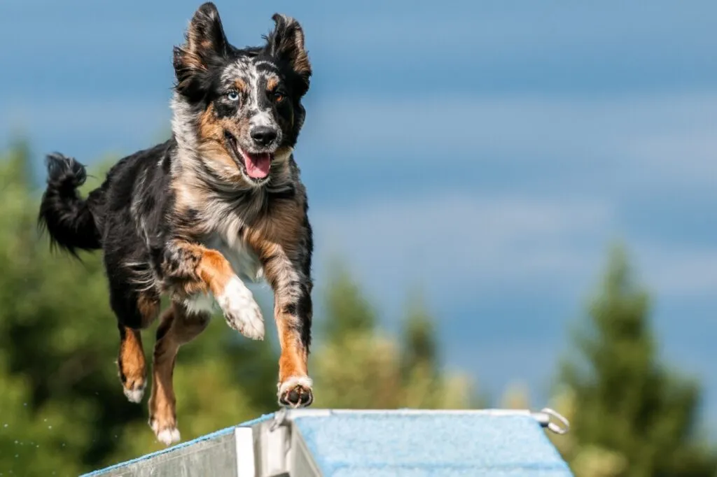 Un chien s'&eacute;lance sur un obstacle d'agility