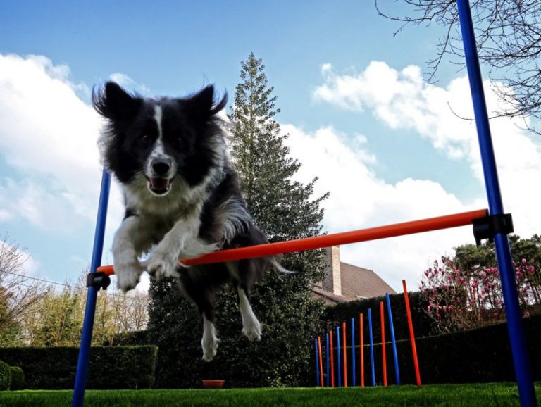l’agility pour chien l'agility pour chien