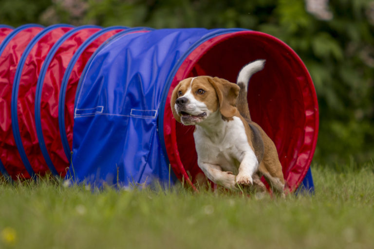 L’agility pour chien un sport canin ludique Magazine zooplus