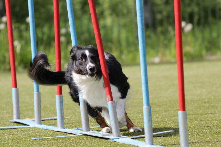 L’agility pour chien un sport canin ludique Magazine zooplus