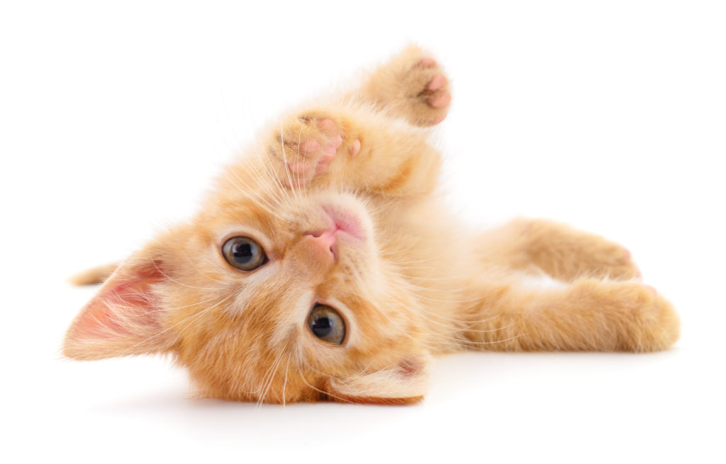 chaton roux bien nourri chaton roux bien nourri