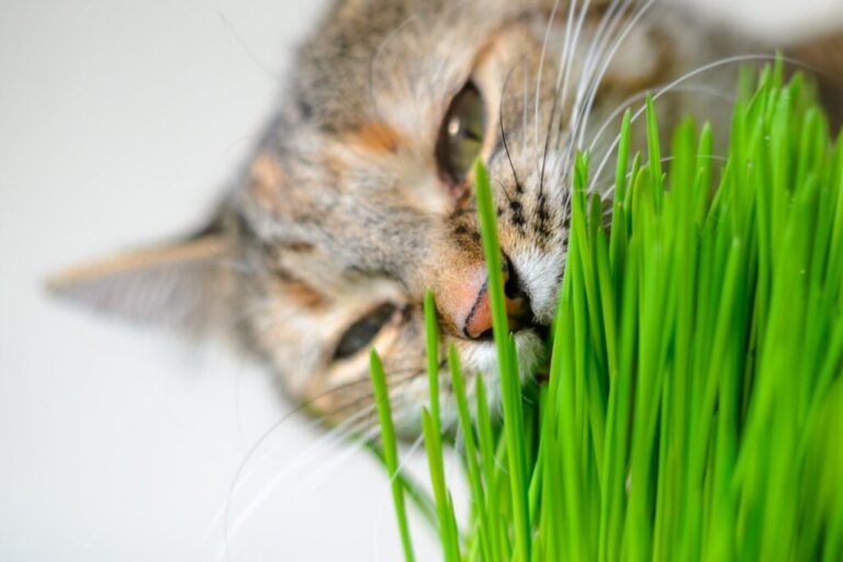 chat et herbe à chat