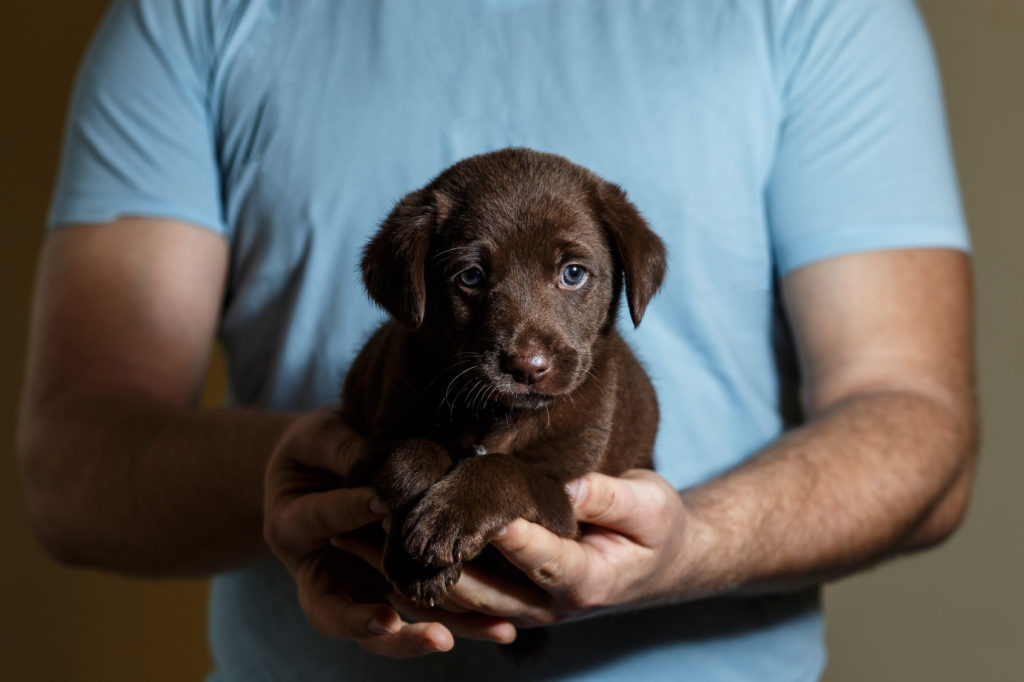 chiot à adopter