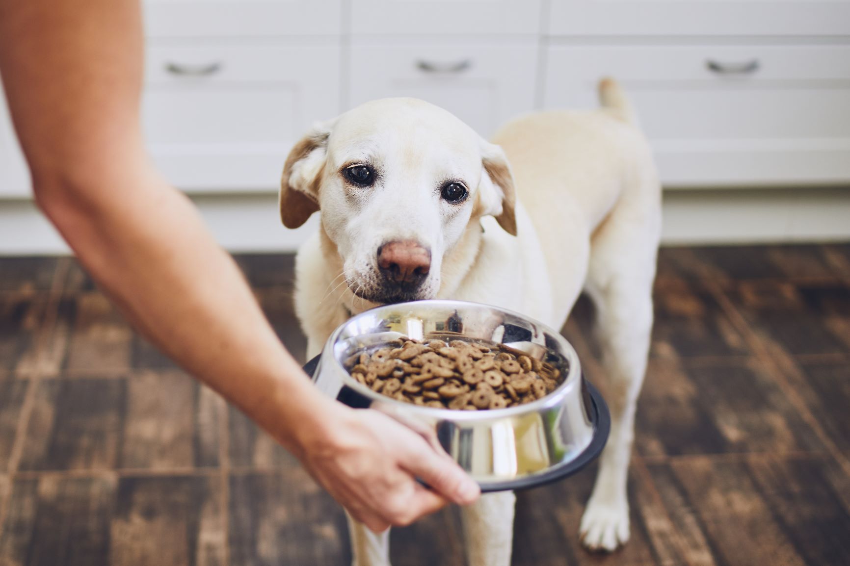 Diarrhée chez le chien : comment les éviter et les soigner ?