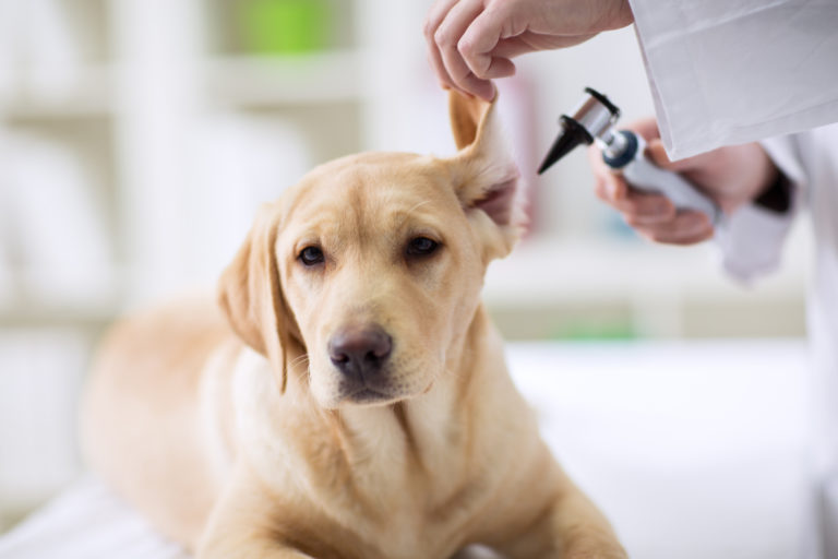 un véterinaire examine les oreilles d’un jeune labrador