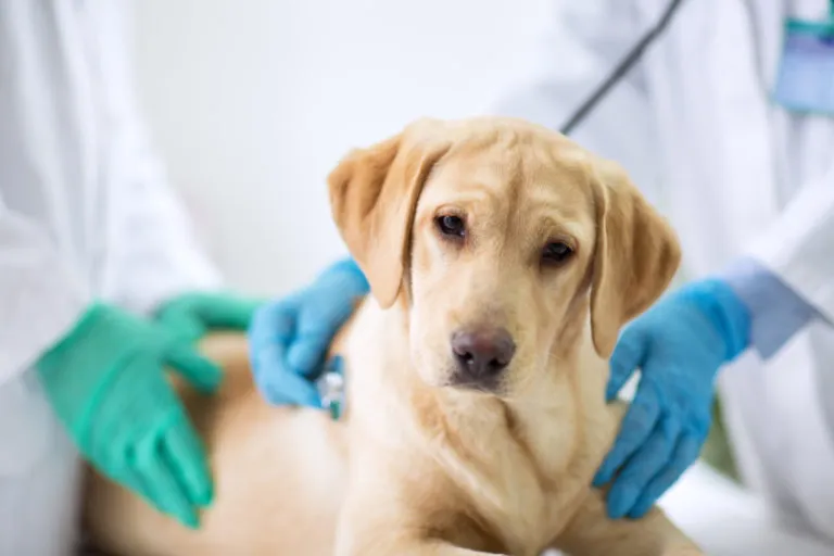 Un chien atteint de diarrhée