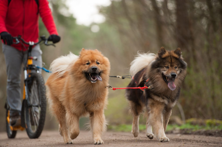 chiens qui marchent aux côtés de leur maître qui est à vélo