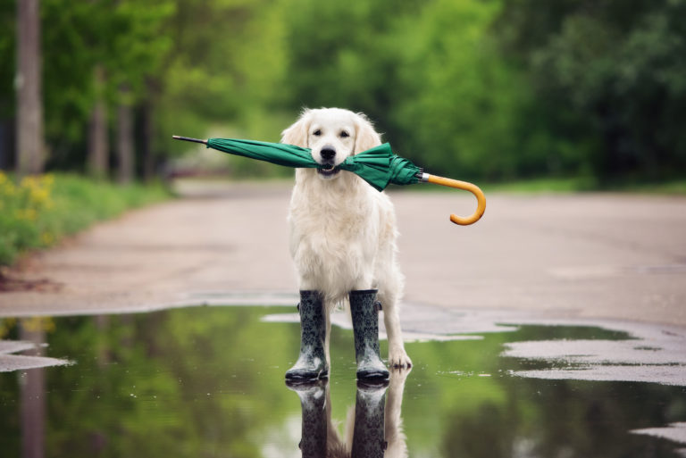 chaussures pour chien