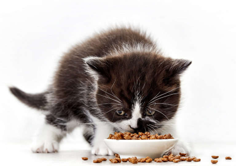 Alimentation du chaton