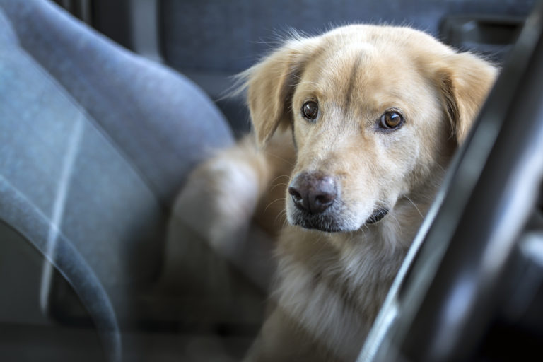 Transporter un chien en voiture : les accessoires