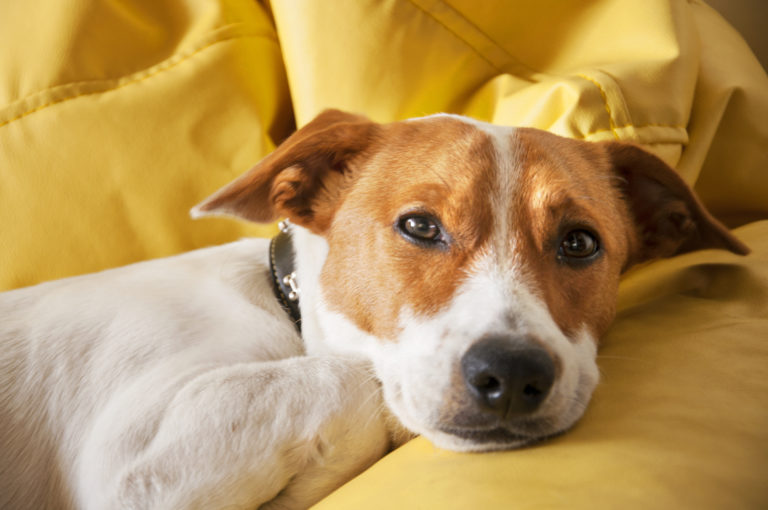 psychologie canine
