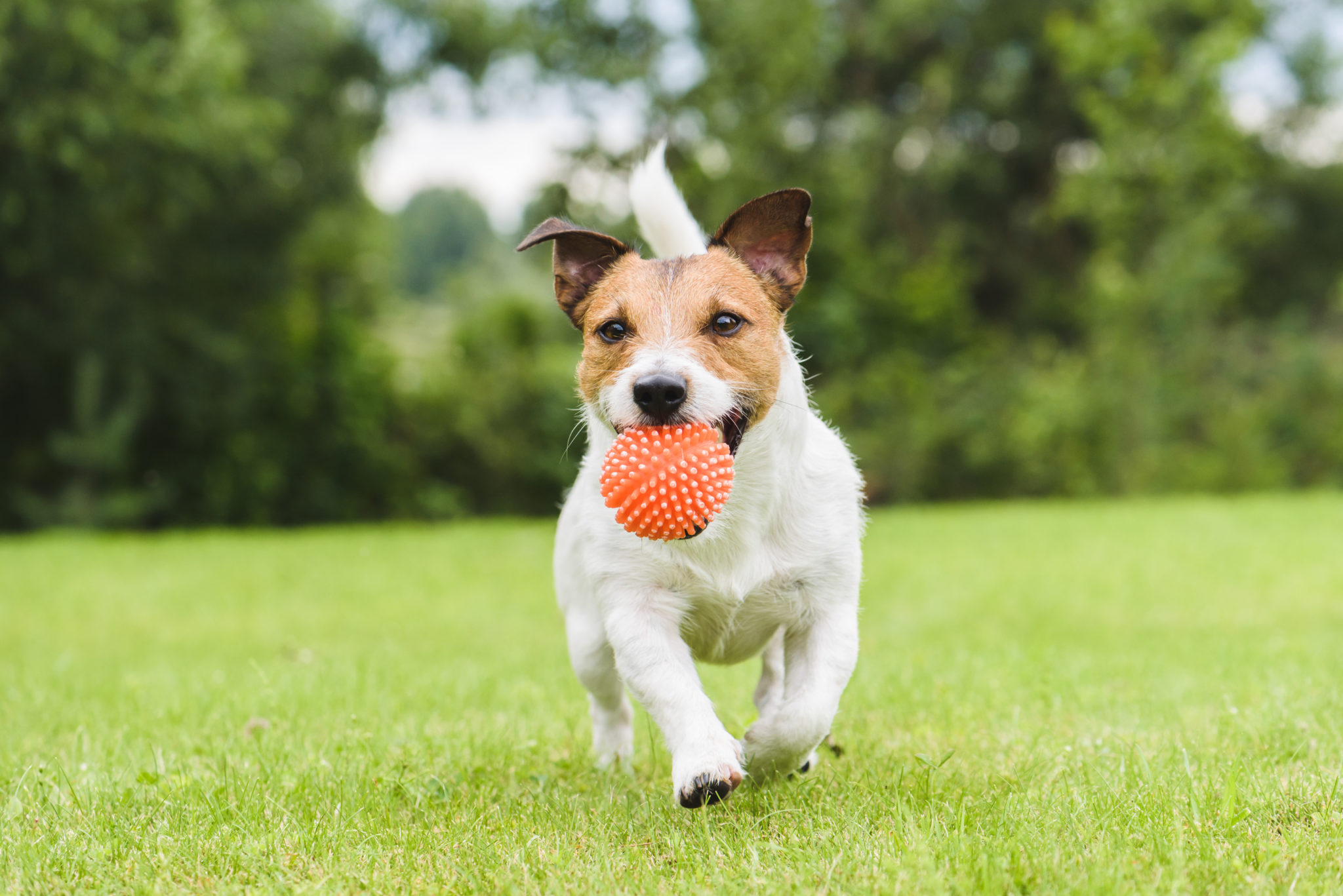 Faut-il laisser jouer le chien dans la piscine ? Quels risques ?