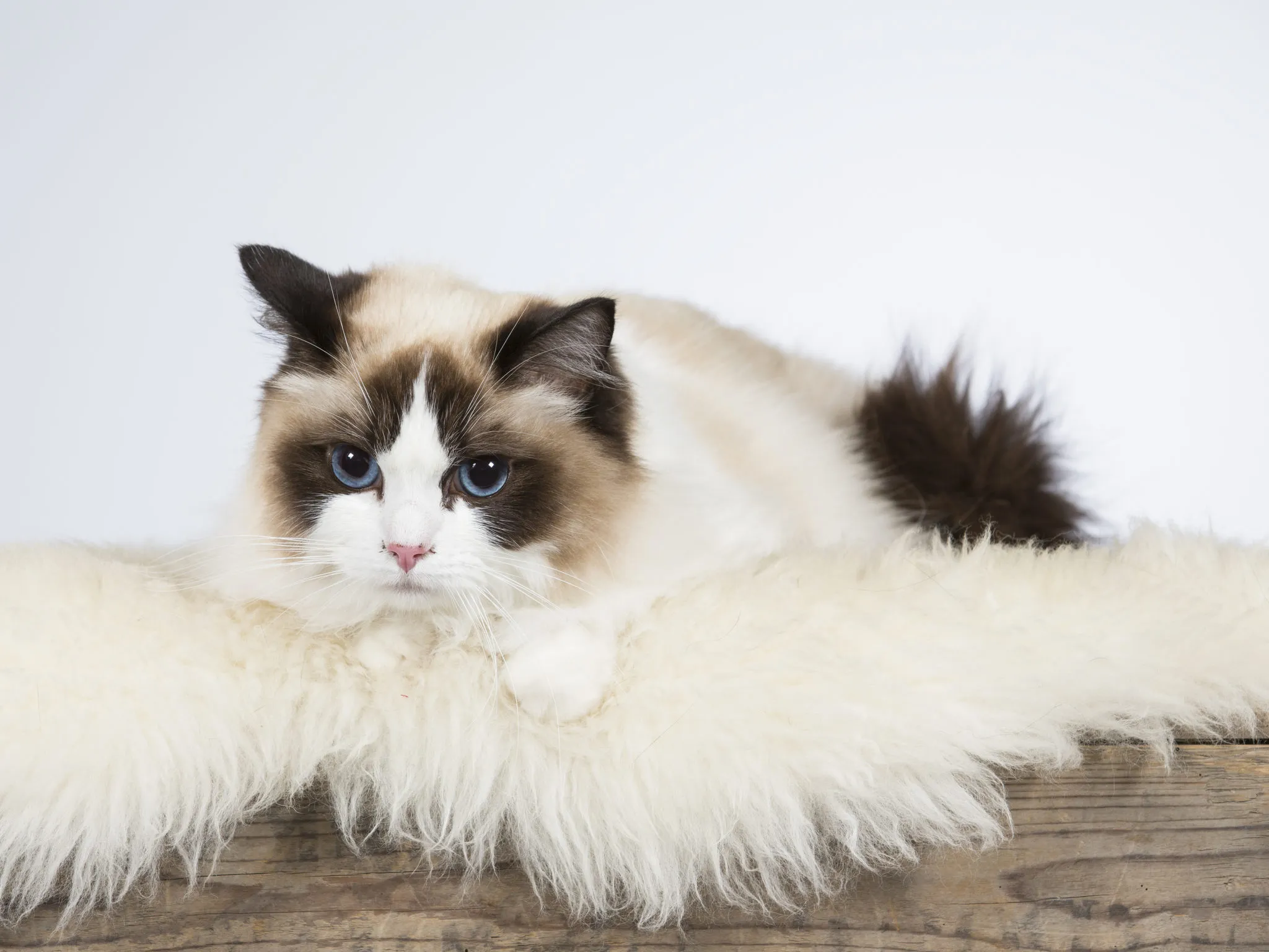 Ragdoll : caractère, mode de vie, alimentation | Magazine zooplus