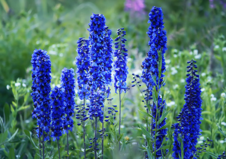 plantes toxiques pour les lapins