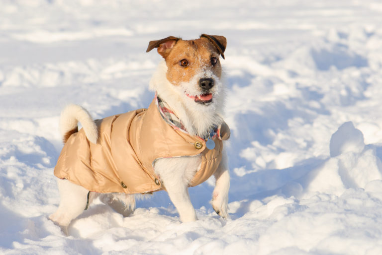 un manteau pour chien