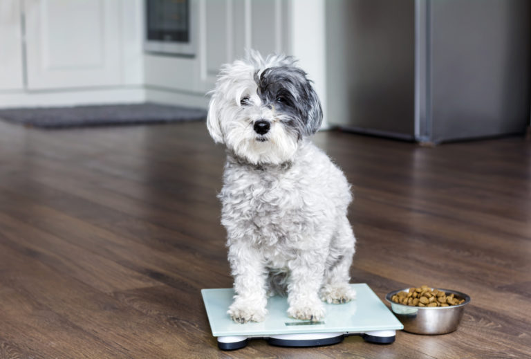 Surpoids et obésité chez le chien : que faire ? Caniche sur un pèse-personne