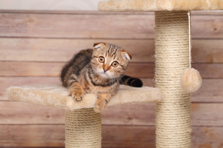 choisir l'arbre à chat