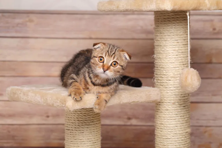 choisir l’arbre à chat choisir l'arbre à chat