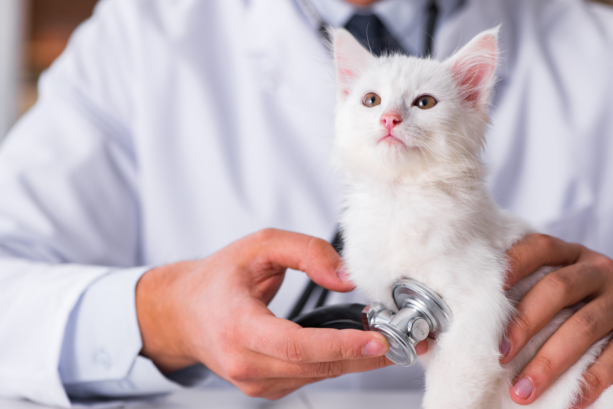 chat montreal vet
