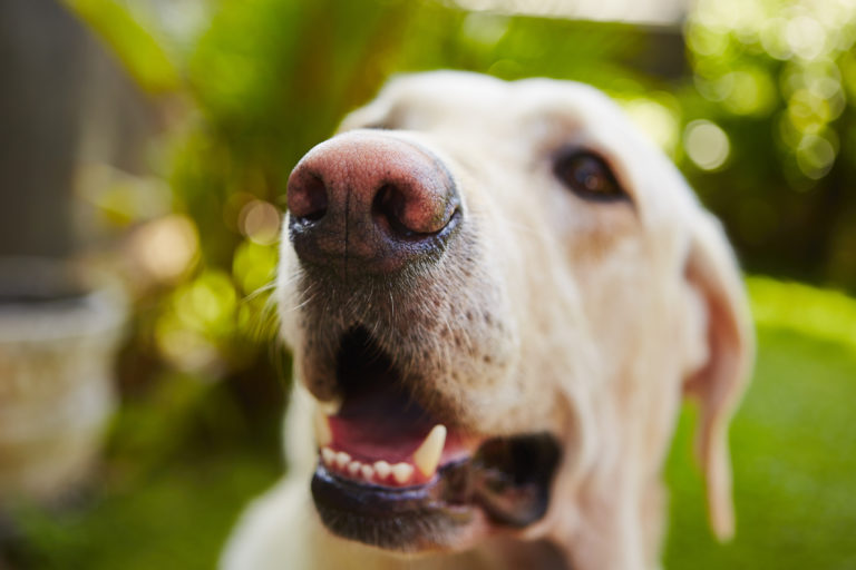 les sens du chien