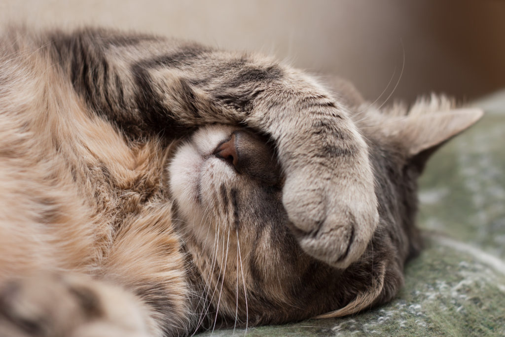 Le Coryza Du Chat Rhume Du Chat Que Faire Magazine Zooplus Le Coryza Du Chat Rhume Du Chat Que Faire Magazine Zooplus
