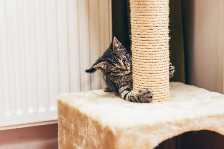 meubles à gratter pour chat meubles à gratter pour chat