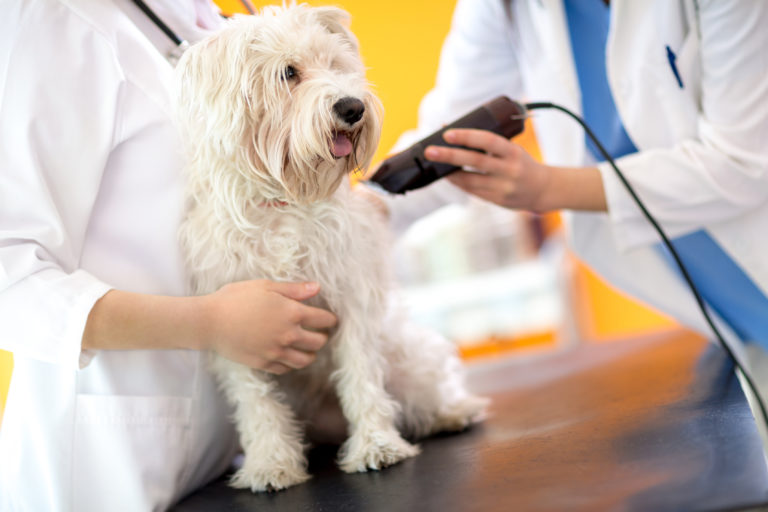 un vétérinaire tond un bichon maltais