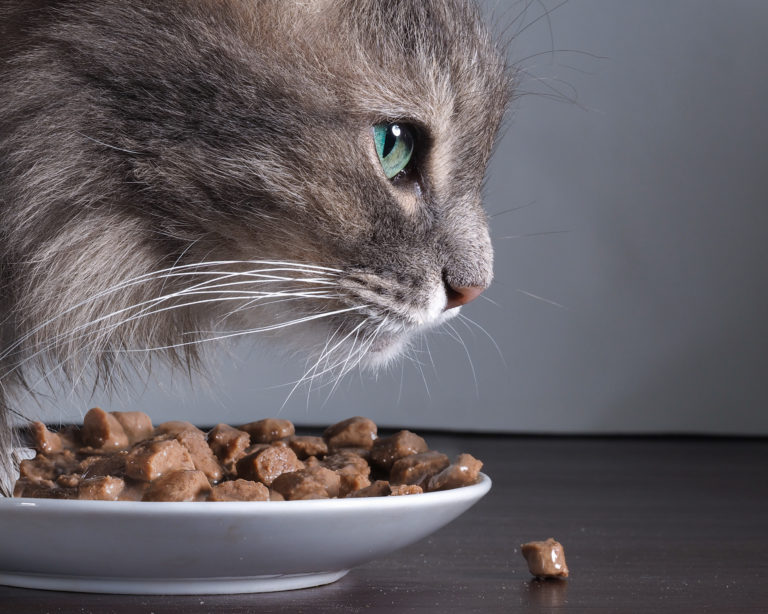 allergies alimentaires chez le chat