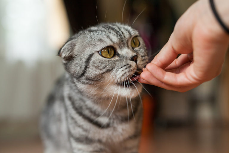 complément alimentaire pour chat