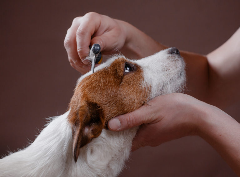 un chien se fait toiletter