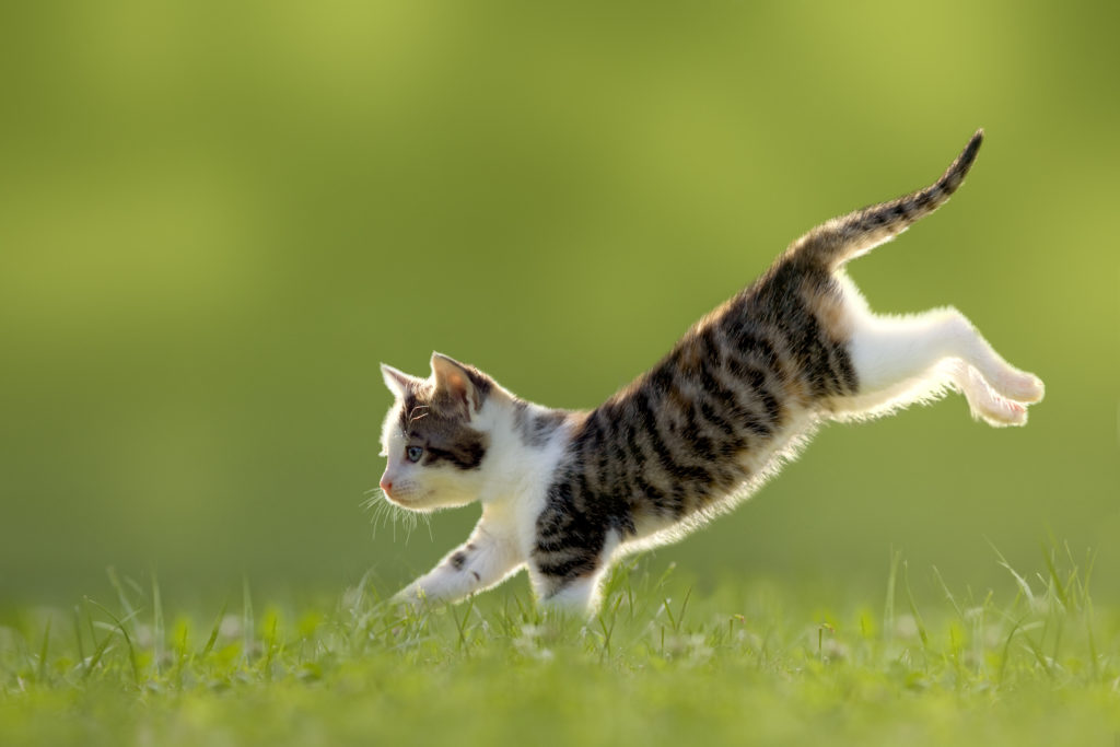 Laisser Sortir Son Chat Pour La Premiere Fois Magazine Zooplus