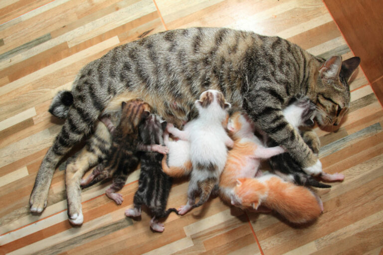 Wie Lange K��nnen Katzen Babys Bekommen