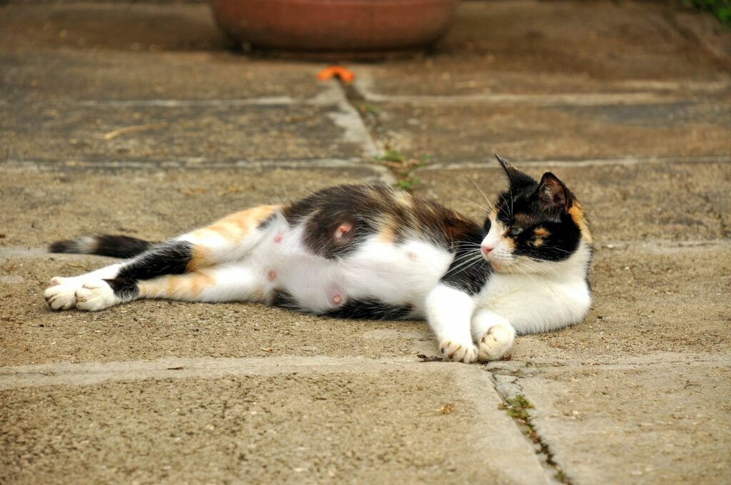 les mamelles d'une chatte