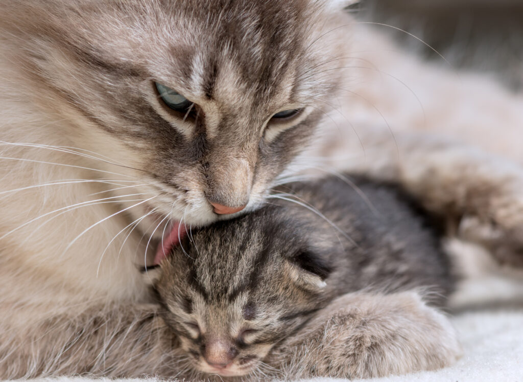 une chatte nettoie son chaton