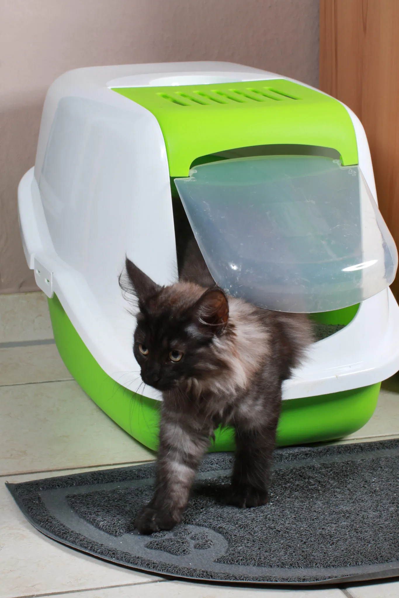 toilettes pour chat